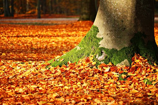 It’s Fall!! Let’s Talk About Fall Yard Waste